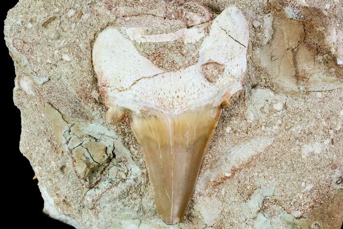Otodus Shark Tooth Fossil in Rock - Eocene #111063